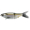 Spro KGB Series Chad Shad 180 Thread Fin Shad
