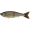 Swimbait Republic Glideway 176 #30 EO Carp