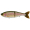 Swimbait Republic Glideway 126 #31 EO Trout