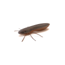 Nays BG 2.0" 5.1cm (6Stk) C-27