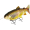 Westin Tommy The Trout Inline 25cm 195g Slow Sinking