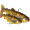 Westin Tommy The Trout Multi Jointed R2F Sinking