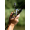 Shimano Tranx B 401 Links-Hand Mutlirolle Baitcast Rolle