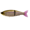 #19 AURORA SHAD