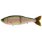 #31 EO Trout